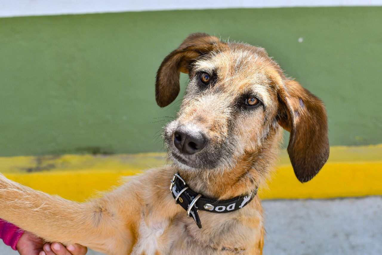 Gobierno municipal de Huamantla invita a las familias a dar una nueva oportunidad a 'Rufo'